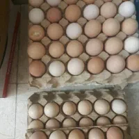 تخم مرغ برهما تحویل تهرانپارس