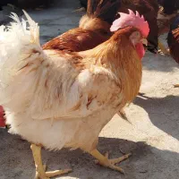 خروس محلی عمده و تکی