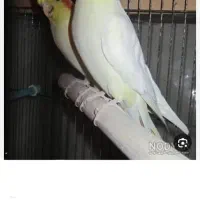 عروس هلندی جفت مولد تضمینی جوان (طالبم)