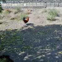 خروس گلین اصل|حیوانات مزرعه|کوثر, |دیوار