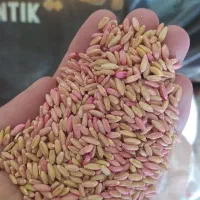 گندم بذری سرداری