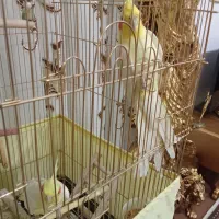 عروس هلندی|پرنده|تبریز, |دیوار