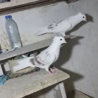کبوتر،قناری،فروش معاوضه|پرنده|خرم‌آباد, |دیوار