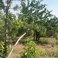 فروش زمین ۵۰۰ متری در جابان|فروش زمین و ملک کلنگی|دماوند, گیلاوند|دیوار