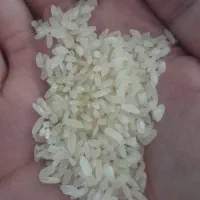 برنج اصل کامفیروز