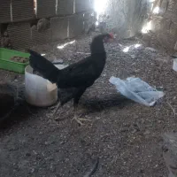 نیمچه لاری