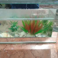 اکواریوم ۳۰در۲۰سانت