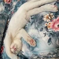 واگذاری گربه سفید|گربه|کرمانشاه, |دیوار