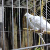 جفت مرغ عشق پروانه ای