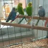 مرغ عشق مولد