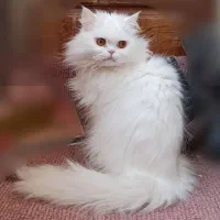 گربه پرشین سفید نر