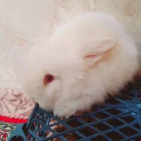 بچه خرگوش لوپ سفید چشم قرمز|موش و خرگوش|کرمان, |دیوار