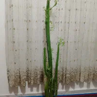 گل های خانگی