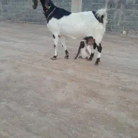 بز پتیری هیکلی. واقعا هیکلی فروشی