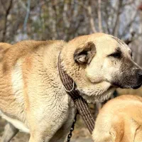 سگ گمشده|حیوانات|ارومیه, |دیوار