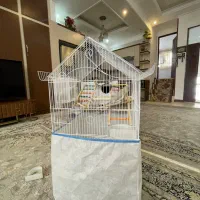 عروس هلندی دستی با قفس