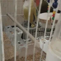 طوطی برزیلی نر ماده