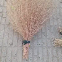 جارو(گزی باخی)|جاروبرقی، جارو شارژی، بخارشو|روانسر, |دیوار