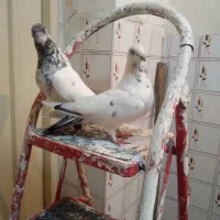نرو ماده تهرانی درشت وقشنگ .ماده اش تخم به‌اش است