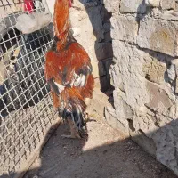 خروس لاری|حیوانات مزرعه|رباط‌کریم, انجم آباد|دیوار