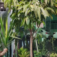 بنجامین آمستل کینگ