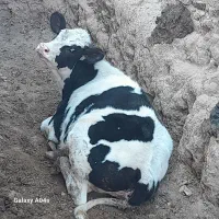 یک رئس گاوشیری با گوساله ماده ۹ماه