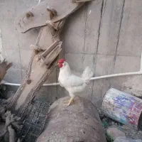 مرغ و خرو و بوقلمون|حیوانات مزرعه|کرج, حسن آباد|دیوار