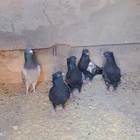 کبوتر جوجه سینه