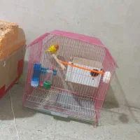 طوطی کوتوله برزیلی|پرنده|خاش, |دیوار