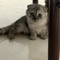 گربه اسکاتیش