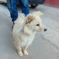 توله اشپیتز روباهی