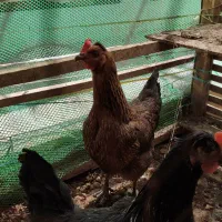 ۲ عدد مرغ تخمی با قفس