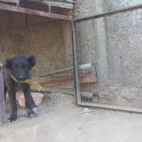 توله سگ گمشده|حیوانات|ارومیه, |دیوار