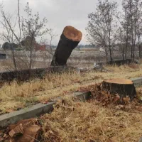 خرید انواع چوب صنوبر بید میوه|خدمات باغبانی و درختکاری|سنقر, |دیوار