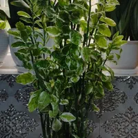 گل وگیاه طبیعی شروع قیمت از 200تومان به بالا|گل و گیاه طبیعی|زاهدان, |دیوار