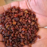 فروش انواع کشمش