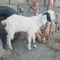 گوسفندفروشی