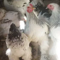 مرغ و خروس برهما