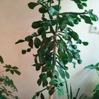 گل های زیبا و سرحال|گل و گیاه طبیعی|کرمانشاه, |دیوار