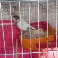 قناری سالم‌و سرحال