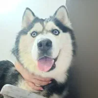 واگذاری سگ هاسکی