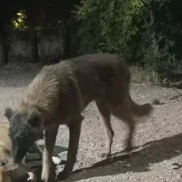 سگ مالینویز ،ژرمن،،