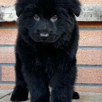 توله ژرمن شولاین نرو ماده|سگ|ساری, |دیوار