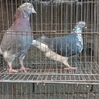 کبوتر سرور.و یجفت ساعت بالا