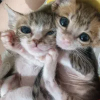 دو عدد گربه نر