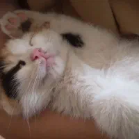 واگذاری پنج تا بچه گربه به صورت یکجا