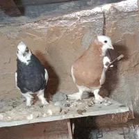 کبوتر طوقی
