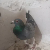 کبوتر دورگ پلاکی|پرنده|سرخنکلاته, |دیوار