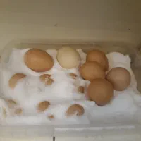 تخم مرغ نطفه دار محلی
