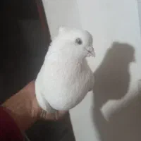 ترکیه بازی دار وسفیدچشم نوک سفید